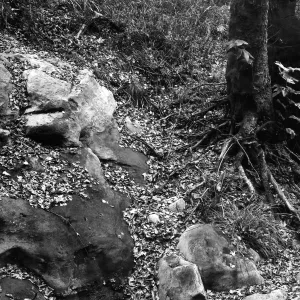 Canyon Section, SBBG