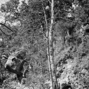 slope above Mission Creek, Bull's Head Rock