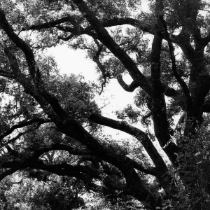 oak tree canopy above the Canyon trail, SBBG