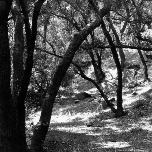 Canyon Section, SBBG