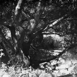 Canyon Section, SBBG