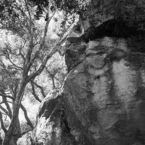 Canyon Section, SBBG