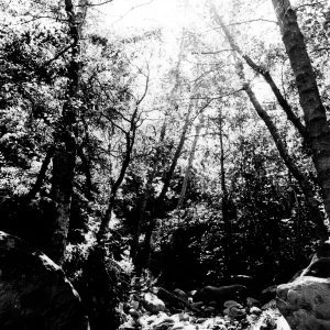sunlight, Mission Creek, SBBG