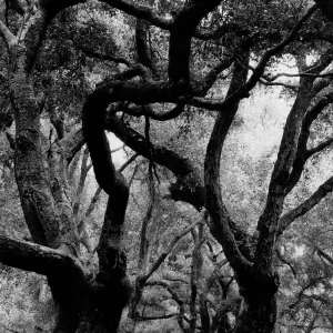 Oaks in Mission Canyon