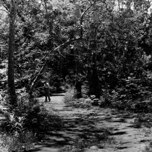 Wallking through sycamores in canyon