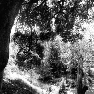 View into canyon from Pritchett Trail