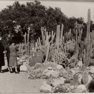 Desert Section, SBBG