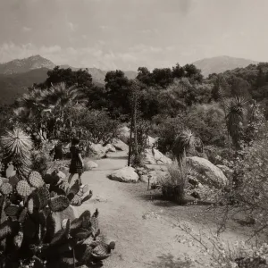 Desert Section, SBBG