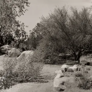 Desert Section, SBBG