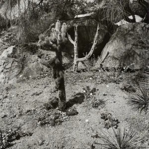 Cholla in Desert Section, SBBG