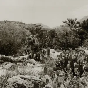 Prickly Pear Cactus in flower and fruit, Recently acquired Joshua Trees, 1965