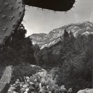 Desert Section, view to La Cumbre Peak, SBBG
