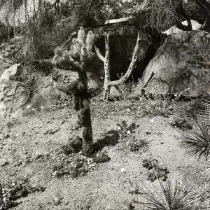 Cholla in Desert Section, SBBG