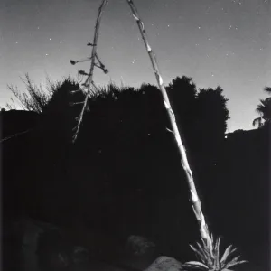 Desert Section at Night