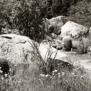 Desert Section, SBBG