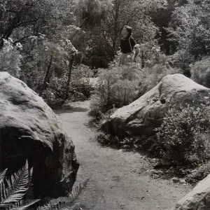 Coreopsis gigantea, Manzanita Section
