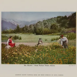 The Meadow