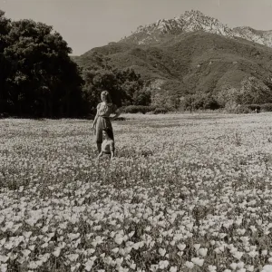 Meadow - California poppies
