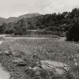 SBBG, Meadow, Mountain view