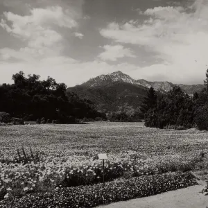 SBBG, Meadow, Mountain view