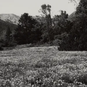 SBBG Meadow California Poppies