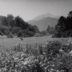 SBBG Meadow, mountain view