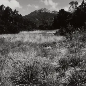 Meadow, SBBG