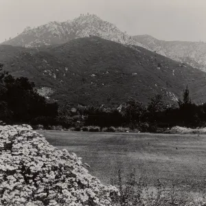 Meadow, SBBG