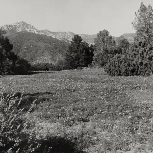 Meadow, SBBG