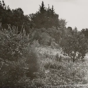 Meadow, SBBG