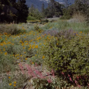 Meadow, SBBG