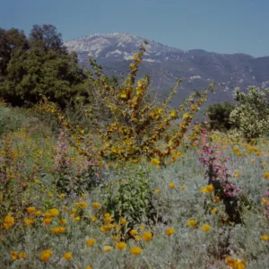 wildflowers at SBBG California poppies, Flannel bush