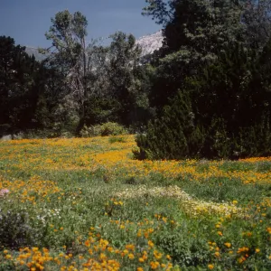 wildflowers in the Meadow, SBBG