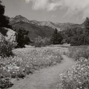 Meadow path, SBBG
