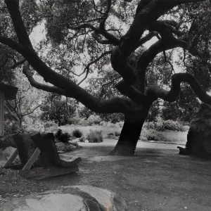 Meadow Oaks (Coastal Live Oak), SBBG