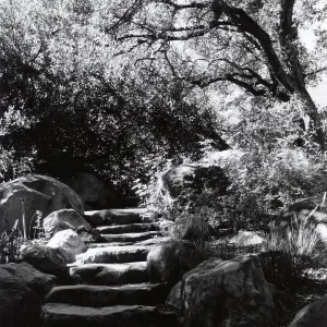 The Mound, under the Meadow Oaks, SBBG