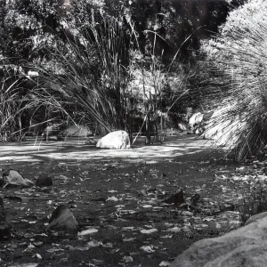 Botanic Garden Pond