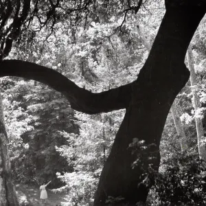 visitor in Redwood Section from above