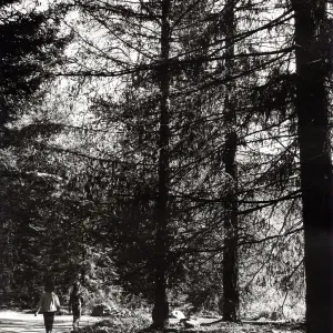 Redwood Section, Sequoia sempervirens (Coast Redwood)