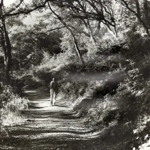 Garden visitor walking his dog