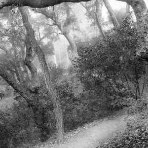 Woodland Trail, SBBG