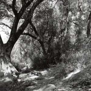 Woodland Trail, SBBG