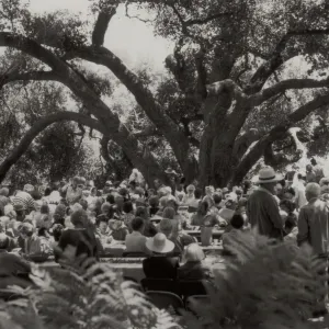 Members Day, SBBG 60th Anniversary, under the oaks (Coastal Live Oak)