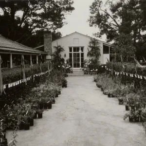 SBBG Courtyard set up for annual plant sale of native California plants 1982