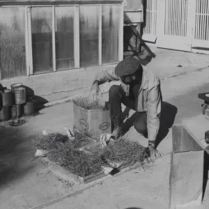 Dara Emery treating Manzanita seeds to germinate by heat