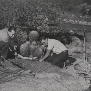 Jose Torres and Richard Williams of the Garden staff planting a clump of barrel cactus Echinocactus acanthodes in the Desert Section