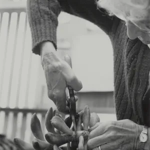 Garden Growers, Mae Blakley