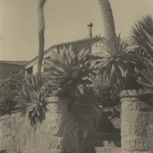 Agave attenuata (Century Plant), stone wall and entrance to stone staircase