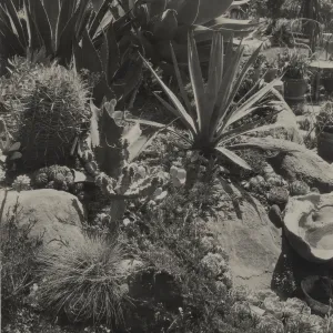 Aloe, Agave, Festuca glauca (gray grass) in Mrs. Fithian's rock garden
