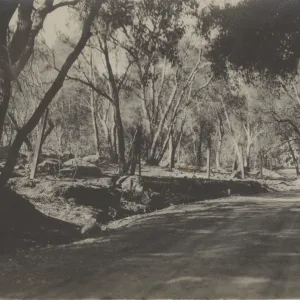 Mission Canyon Road after burn, 1917